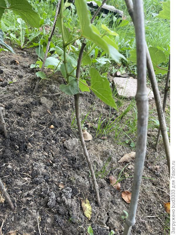 Вот голая, побеги наверху только