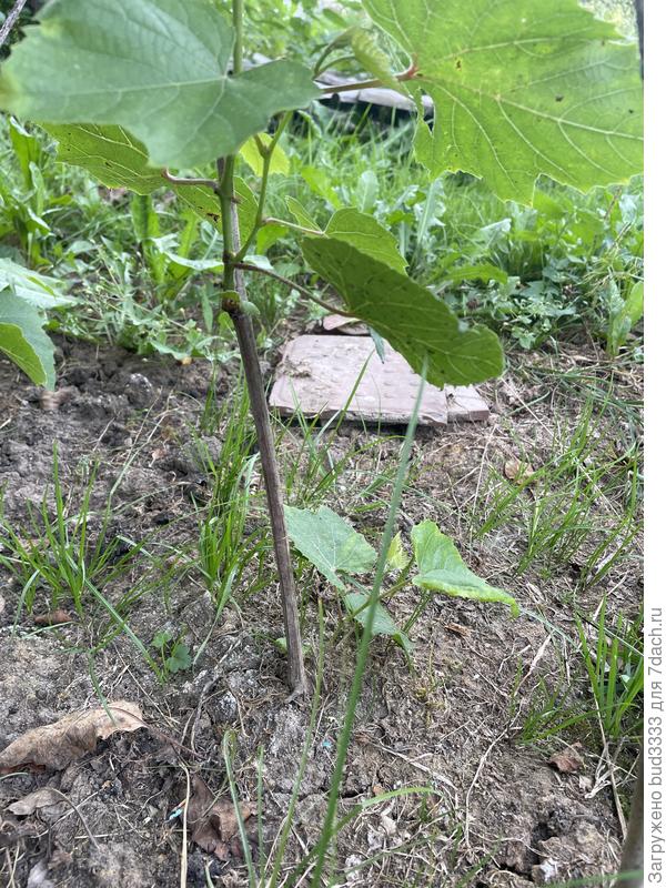 У земли есть побег