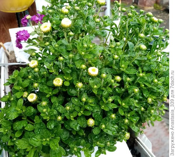 Хризантема вот такая.