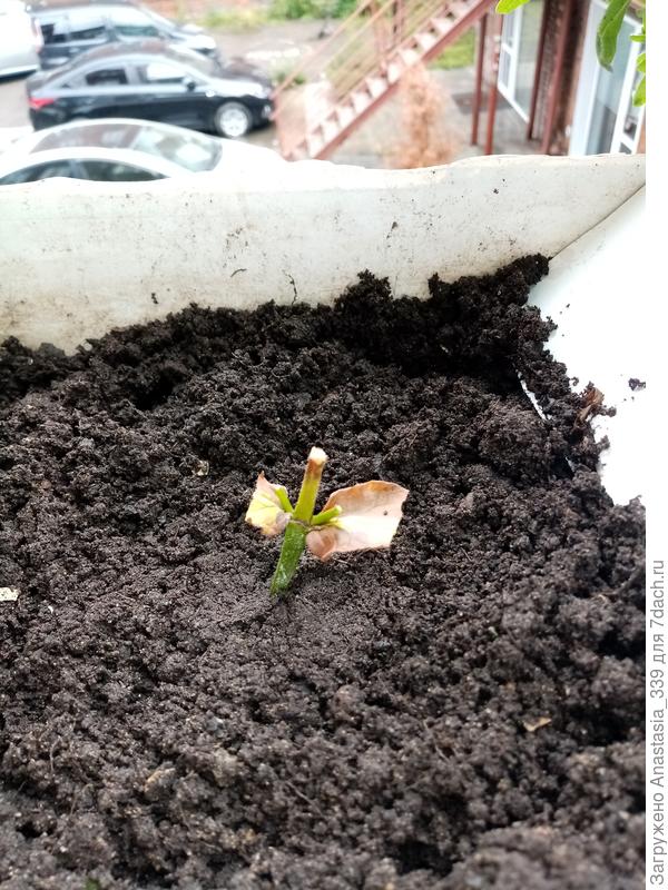 Это черенок с флокса. Что то с ним не то, был потому что на солнце наверное.