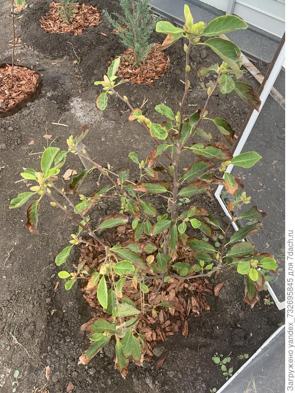 Общий вид куста