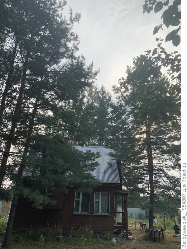 сзади тоже сосны