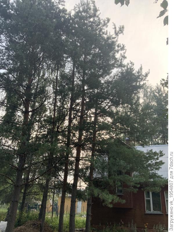 они метров по 20 в высоту, уже теряют нижние ветки