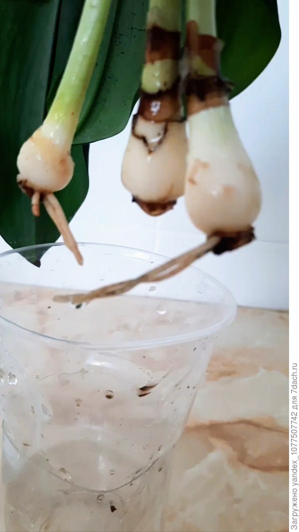 Детки амозонской лили какие были