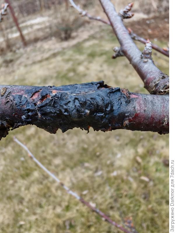 Вишня, смола_2