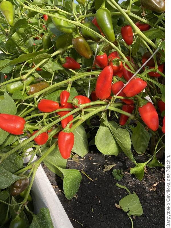 Красный, вкусный перчик.