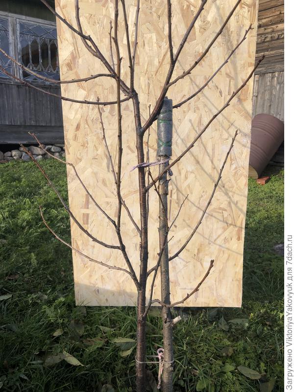 Вишня Шоколадница