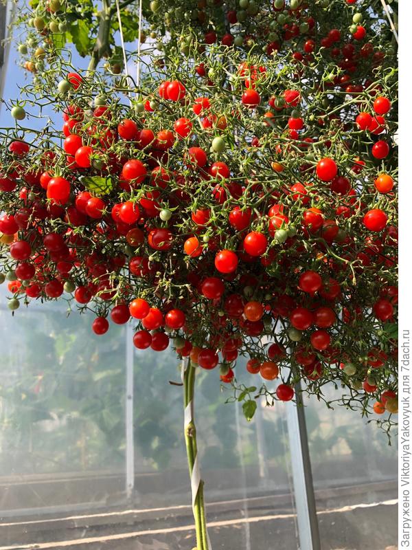 черри Ожерелье красное