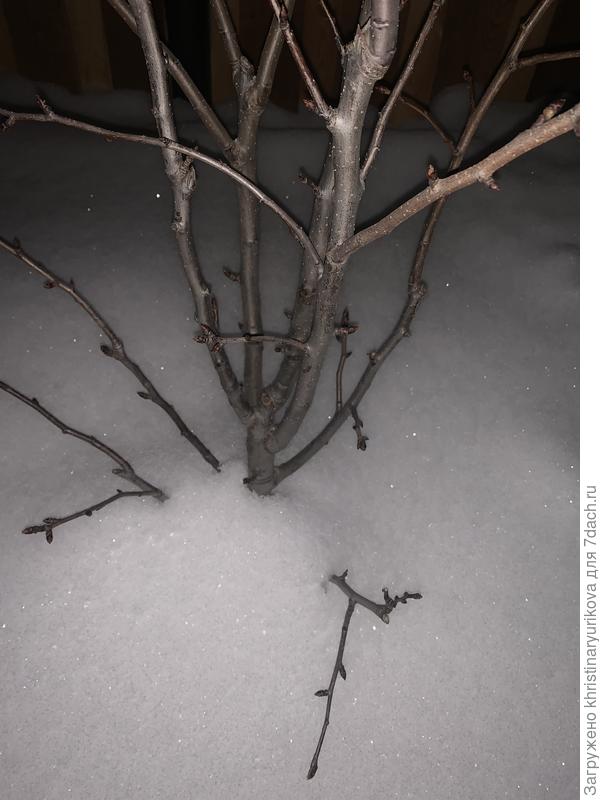 Груша. Вот так сформировано дерево. Покупка в питомнике.