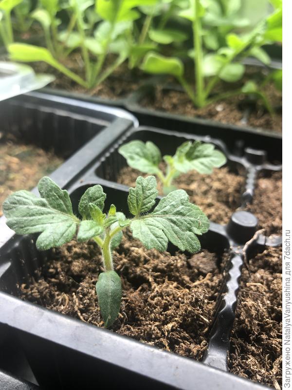 Томат Желтая Шапочка