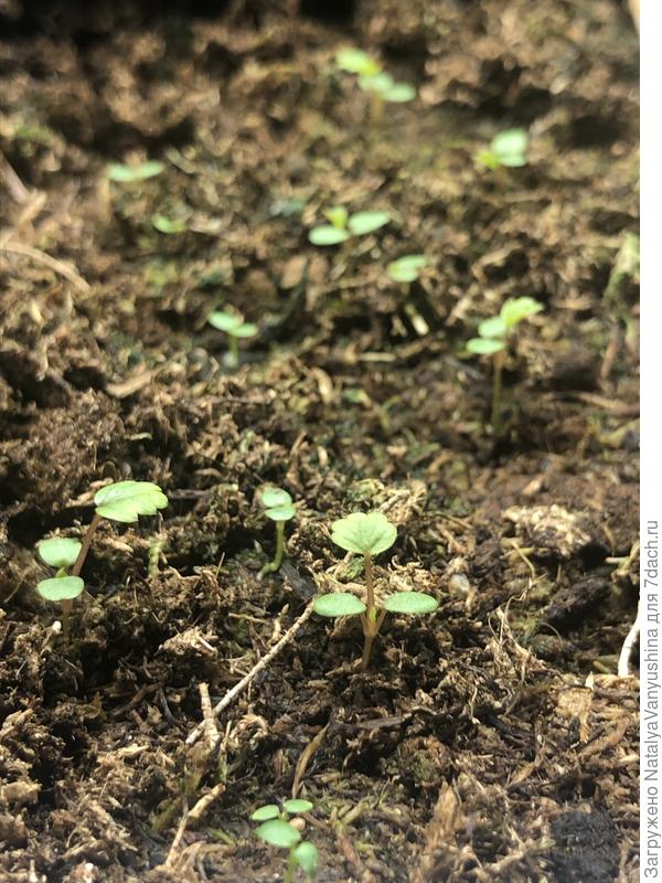 Земляника Барон Солемахер