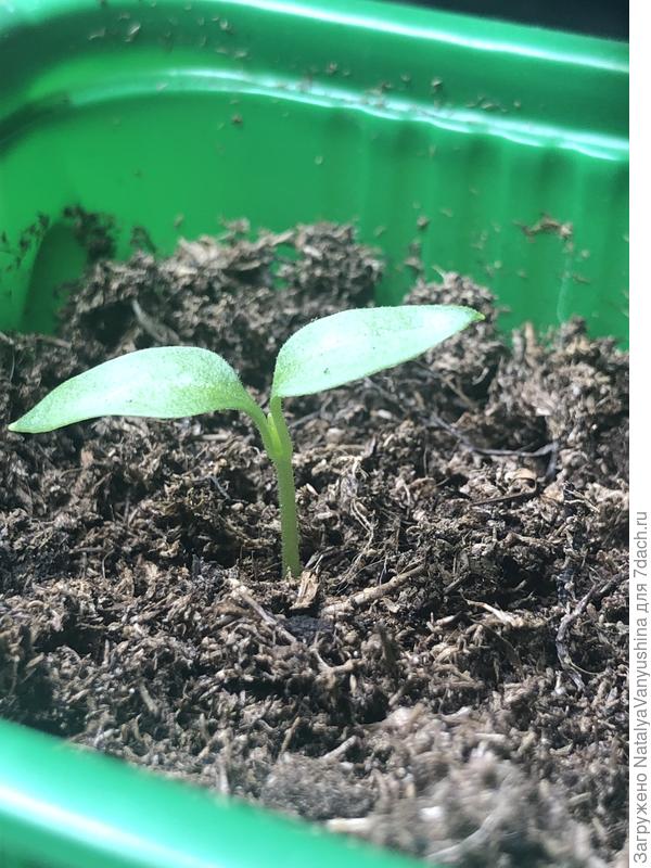 Перец Кузя желтый