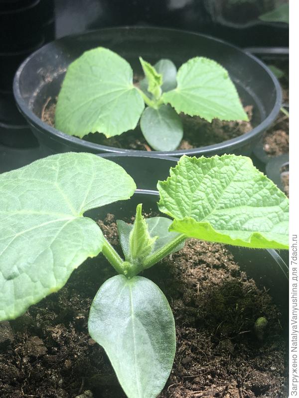 Огурцы Герольд и Крош