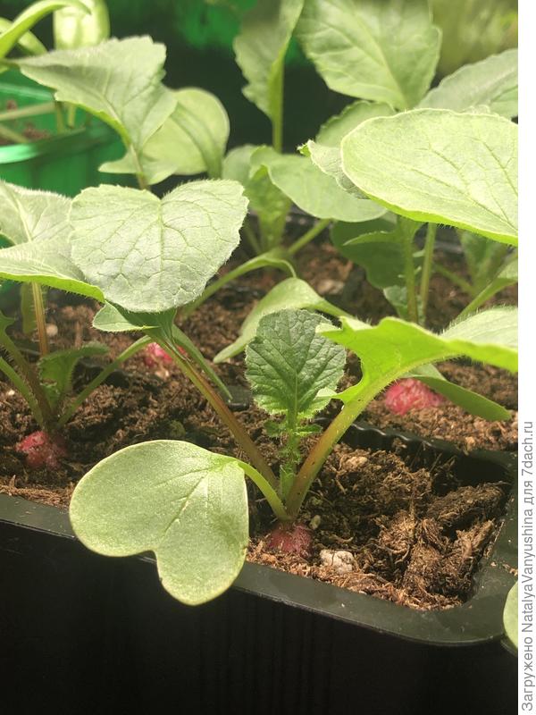 Редис Мечта Алисы