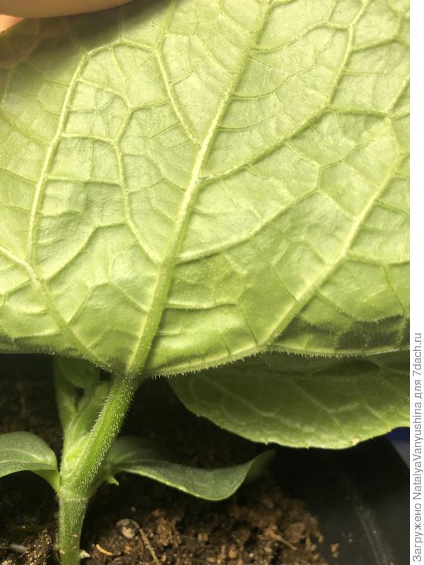 Обратная сторона листа