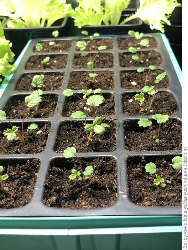 4 дня после пикировки