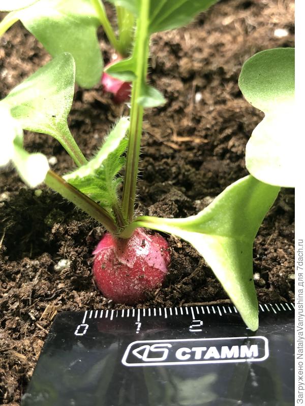 Редис Прометей