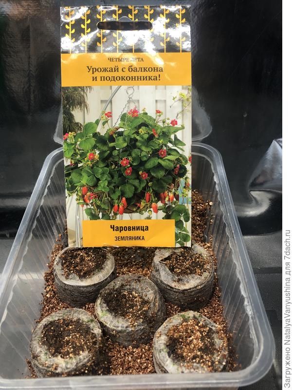 Земляника Чаровница