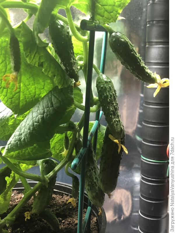 Огурец Крош F1