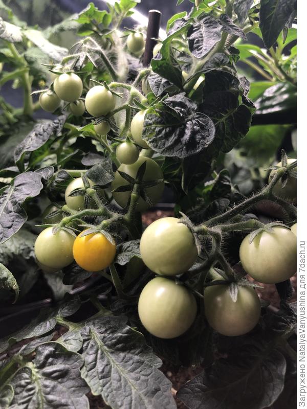 Томат Оранжевая Шапочка