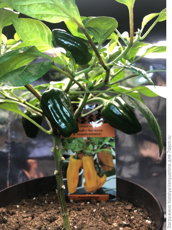 Перец Кузя желтый