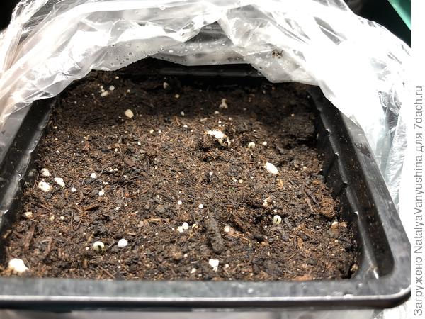 Долгожданные петельки