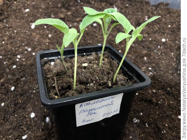 Настоящие листочки