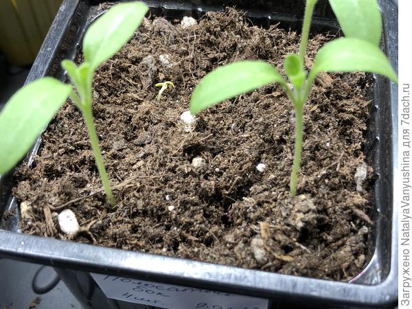 Все в "строю"