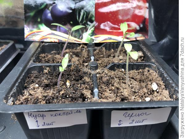 Всходы томатов