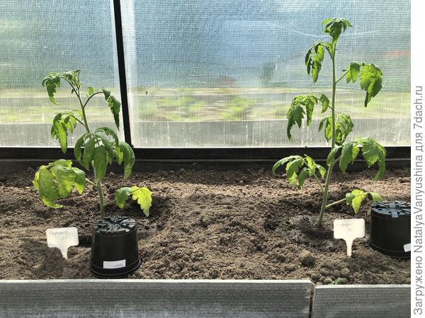 Томат "Герцог"