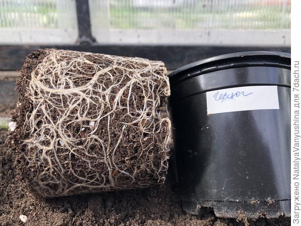 Корневая система томата "Герцог"
