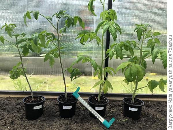 Закалка рассады