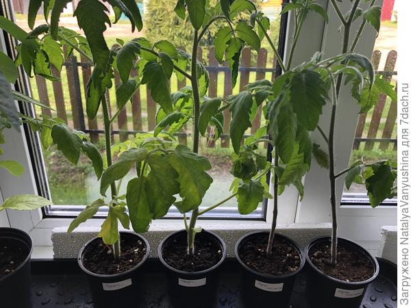 Рассада томатов