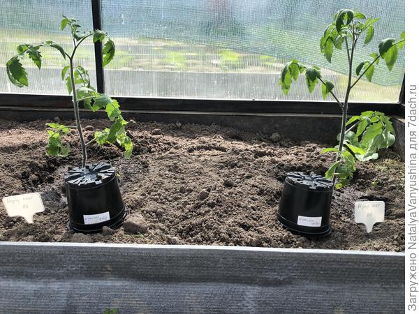 Томат "Нуар коктейль"