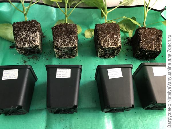 Пересадка рассады