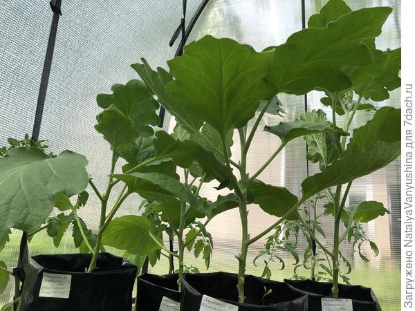 Закалка рассады