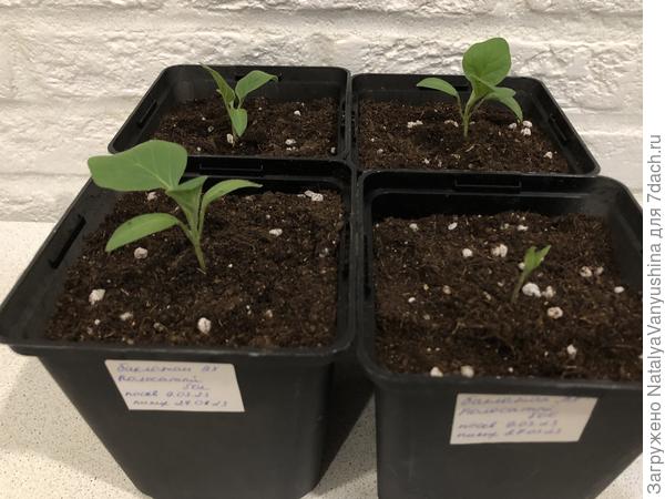 Рассада баклажанов в день пересадки