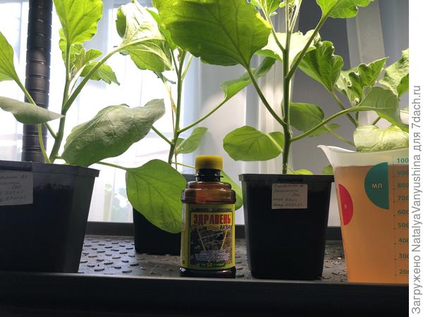 полив с препаратом "Здравень аква для рассады"