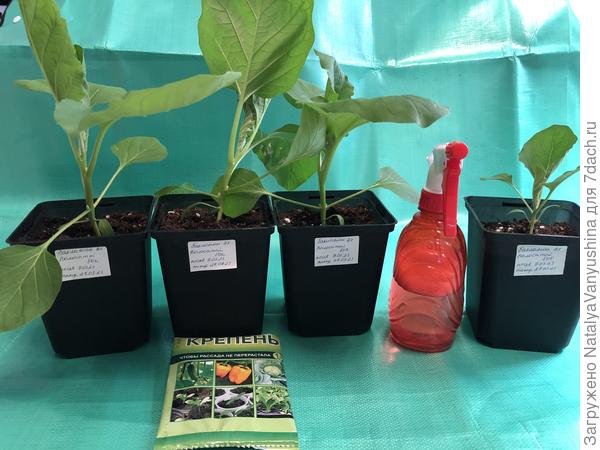 Обработка препаратом "Крепень"