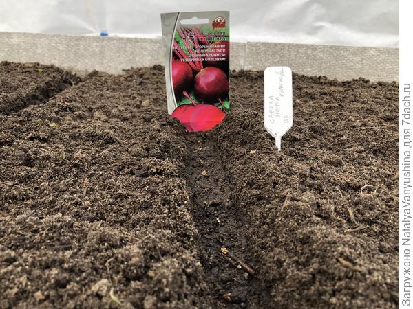 Посев свеклы