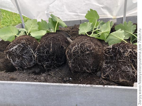 Корневая системы рассады баклажанов