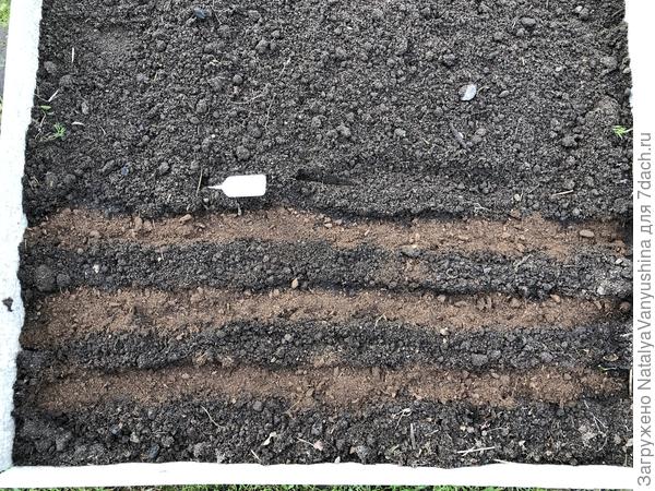 Грядка с посевами укропа