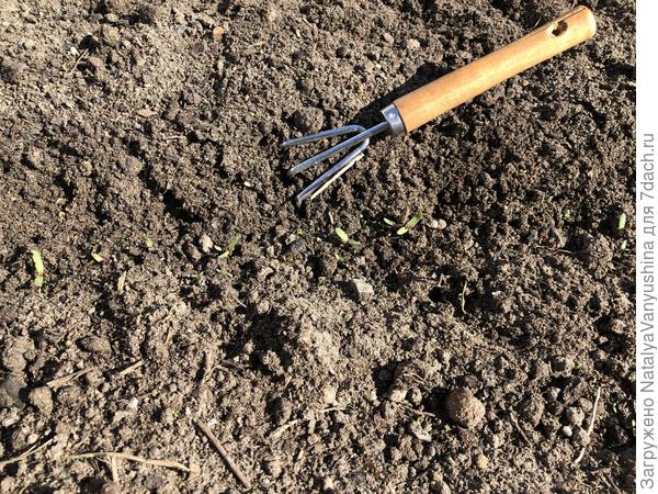 Первый уход за всходами