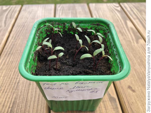 Результат теста на всхожесть