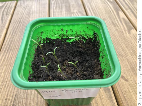 Тест на всхожесть