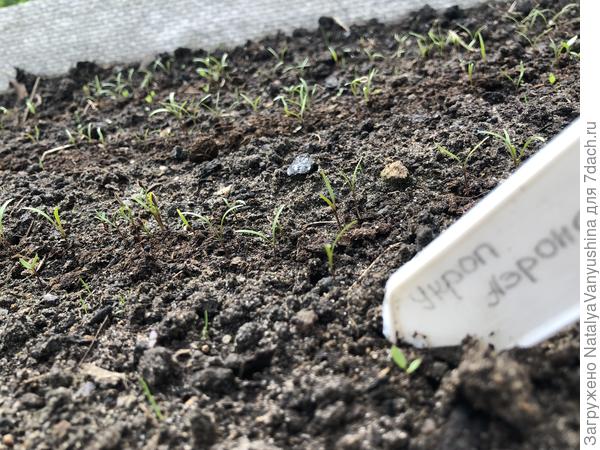 Всходы укропа "Аэронавт"