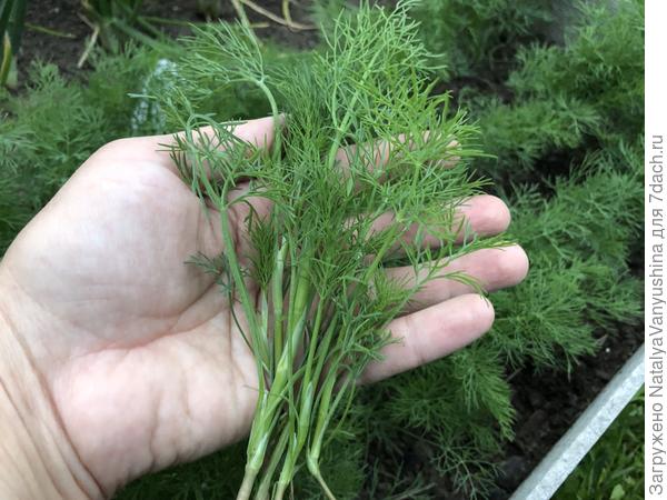 Первый урожай