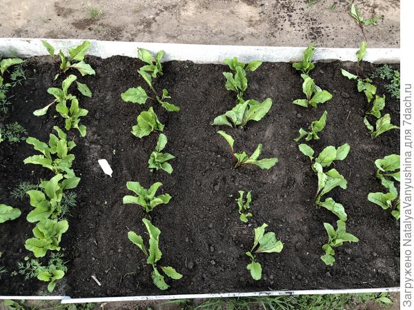 Посадка удаленных ростков свеклы