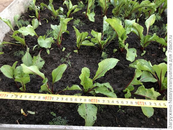 Свекла после прореживания всходов