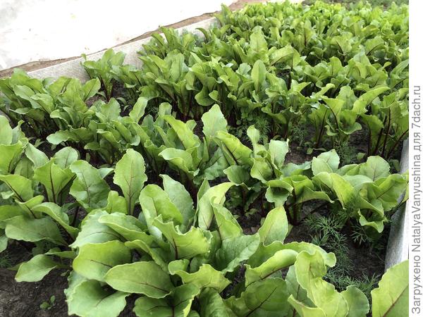 Свекла "Мечта кулинара". Фото от 21 июня